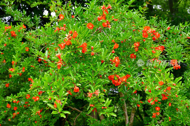 石榴/石榴:花和果实